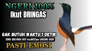 Download lagu PANCINGAN murai Batu FIGHTER NEMBAK ISIAN GANAS !! Jadikan semua murai mental drop LANGSUNG EMOSI mp3