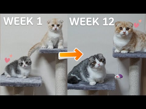 Munchkin Kittens with us from Day 1 to Day 100