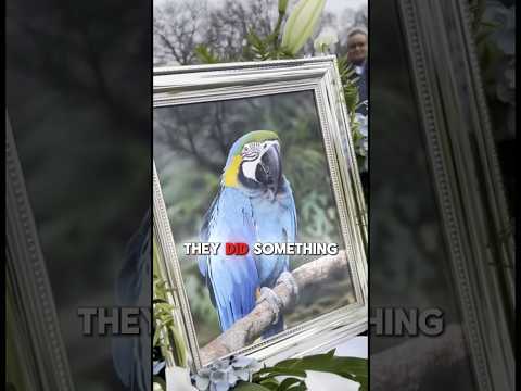 This Birdy Shattered His Cage at 3AM❤️🦜