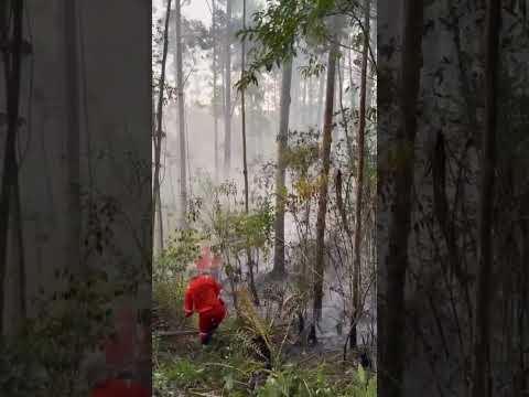 Incêndio atinge 12 hectares de vegetação e mobiliza bombeiros por 6h em Treze de Maio