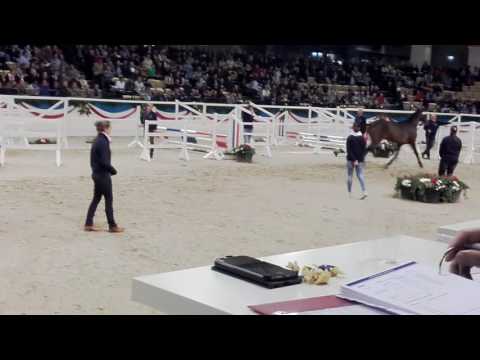 Sieger Hengst Korung 2016 - Unlimited ( Uriko x Casall)