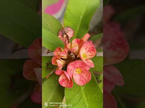 please subscribe my channel with Chumki's vlog