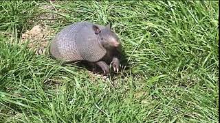 Armadillo Bait
