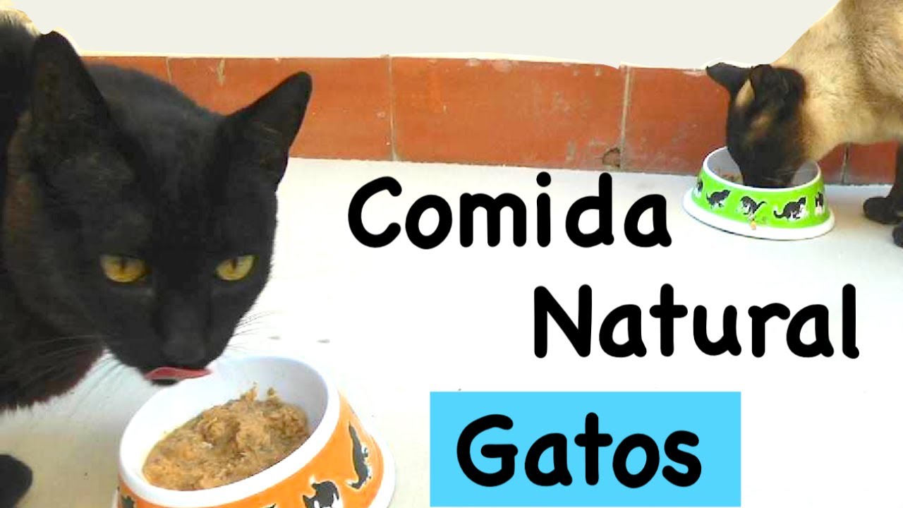 COMIDA para GATOS  (FACIL, NATURAL e ECONÔMICA)