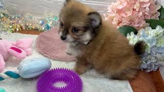 ハーフ犬の動画01