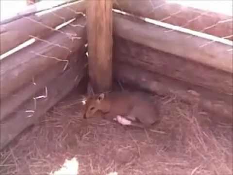 Sondela Burns - Gracie the Duiker Walking.wmv