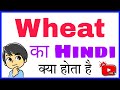 wheat KA HINDI MEANING | wheat KA MATLAB | wheat KA HINDI | wheat KA MEANING