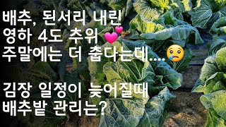 배추, 된서리 내린 영하 4도 추위 