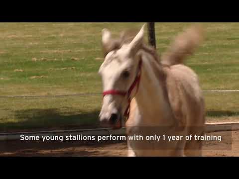 These Lipizzaner Horses Can Dance to Classical Music