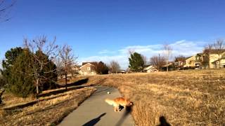 Father and Son Play Trail Ball