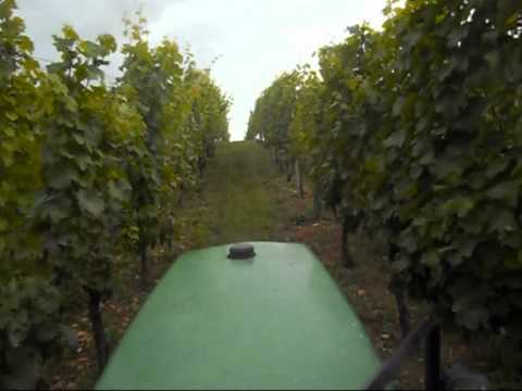 comment traiter la vigne en bio