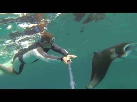 Manta ray swimming of Maldives. 