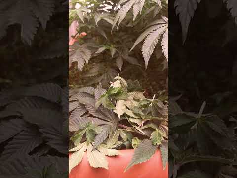 Before vs After 🌿 Watch How White Widow Transforms With Just One Training Session!