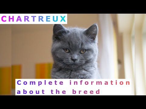 , title : 'Chartreux. Pros and Cons, Price, How to choose, Facts, Care, History'