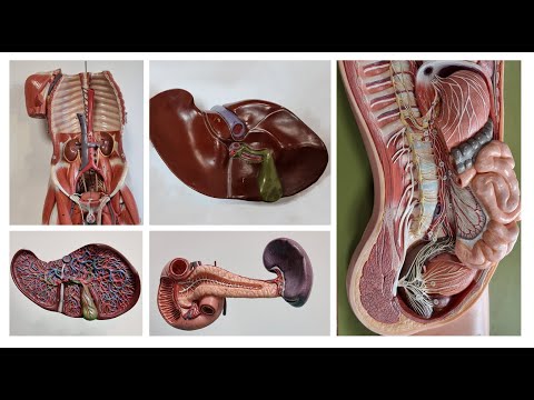 Arteries of the digestive canal- 1. part