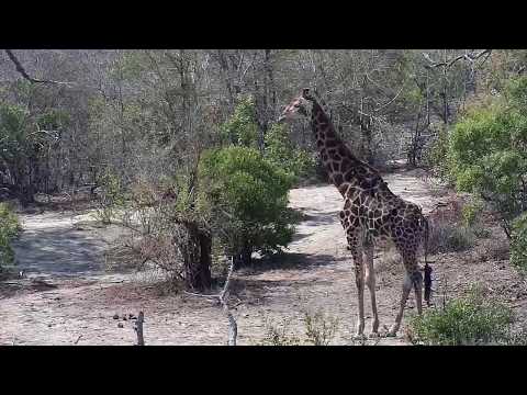 Djuma: Warthogs, Giraffe and Hippos - 13:32 - 09/29/19