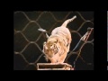Ringling Bros And Barnum Bailey Presents Fully Charge
