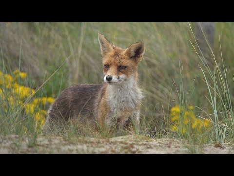 Fox at Kijkduin The Hague 8 july 2020