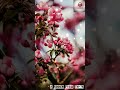 Engea Pogirai Thozha Nee Theadum Nimmathi Yeasu Tharuvar Tamil Christian WhatsApp Status Song