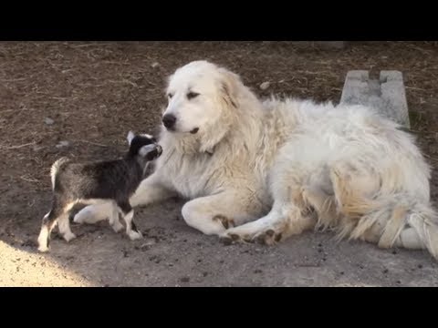 Tiny baby goats adorably play with Pyrenean Mountain Dog