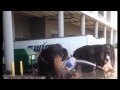 Elephant Wash The Ringling Brothers Circus