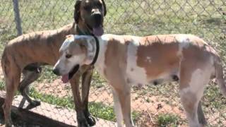 AW#200 SPARTICUS AND FRECKLES DUE 5-24-11  (TRUE LOVE) JEFFERSON AIRPLANE