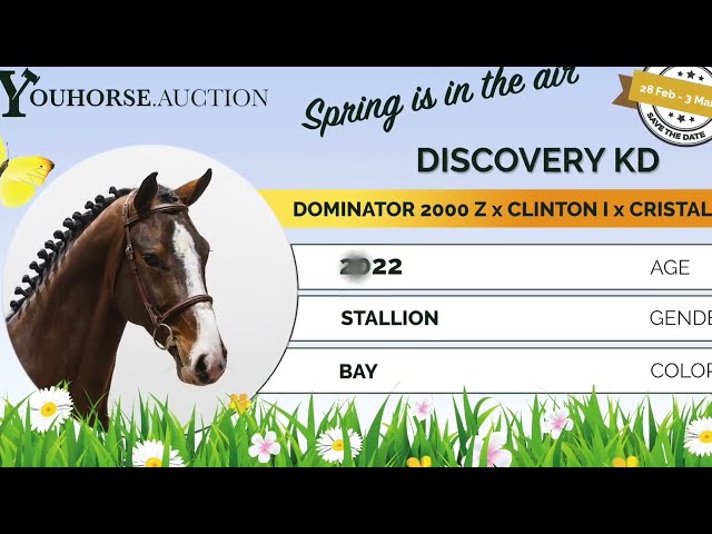Discovery stallion approval Zangersheide