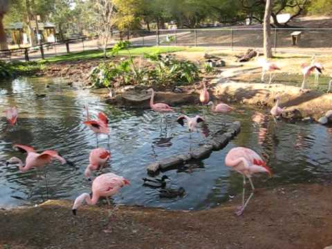 Welk geluid maakt een flamingo? ask.fm/zammyfm