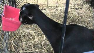 preview picture of video 'Goats - 1 headless???  Washington County Fair 2011'