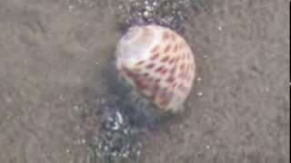 preview picture of video 'Living Chonk Shell or 'SANKH' at Chandipur Beach'