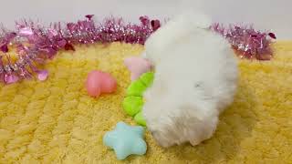 マルチーズの動画01