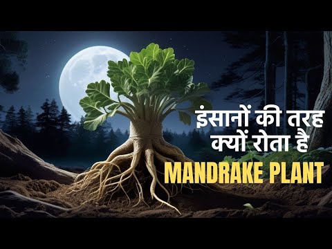 Peculiar Cries of the Enigmatic Mandrake Plant Revealed