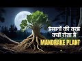 Peculiar Cries of the Enigmatic Mandrake Plant Revealed