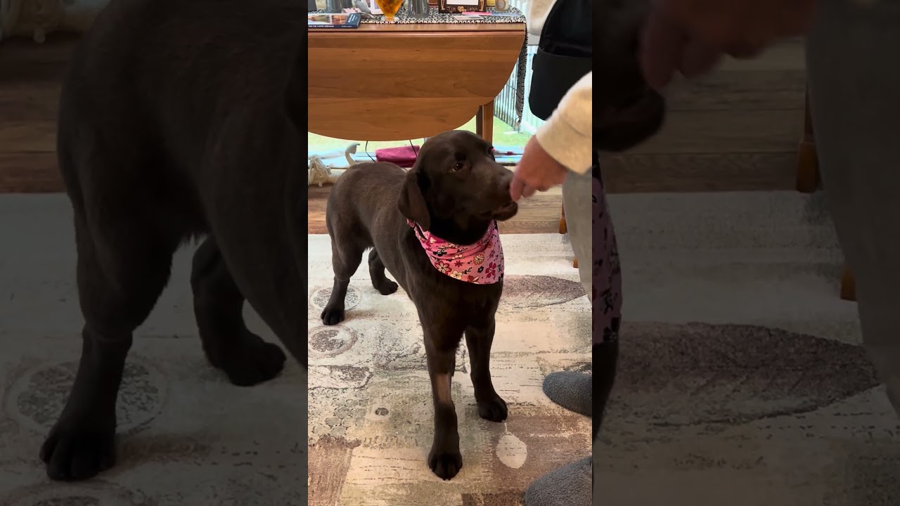 Enlarge River #22, a ADOPTABLE Chocolate Labrador Retriever in Killingworth, CT video 5/6