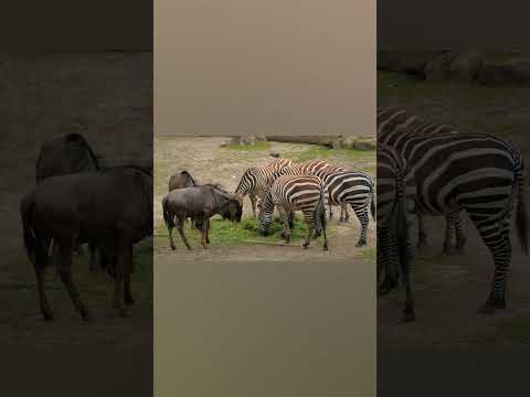 , title : 'Zebras and blue gnu eat grass clippings wildlife #shorts #animal'