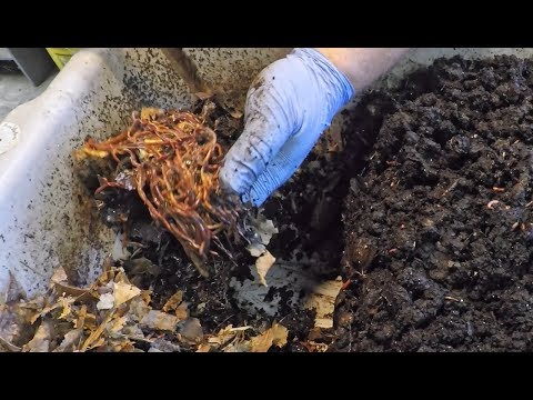 Tending to 34-day & 8-day old horizontal migrations in my 3 oldest bins - vermicomposting