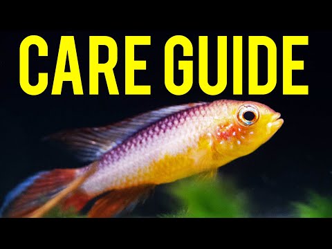 Apistogramma agassizii — care guide pre kompaktný cichlid do nano akvária