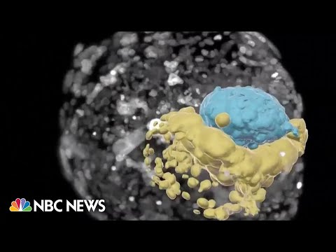 Israeli scientists create human embryo model without using sperm or eggs