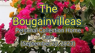 Our Bougainvilleas Home Care Personal Collection (September 20, 2023)