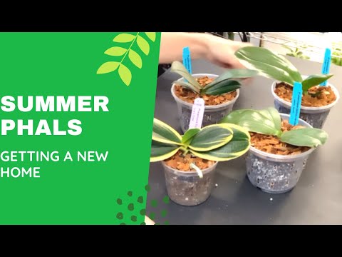 ORCHID REPOTTING  Today I am repotting 3 Summer Phalaenopsis orchid