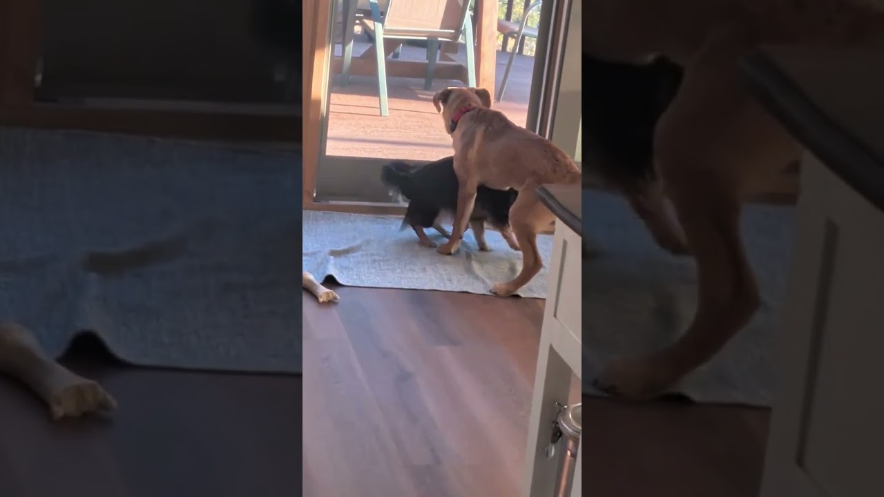 Enlarge Nash, an adopted mixed breed in Thornton, CO video 3/6
