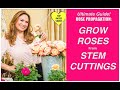 Rose Lover ❤️ Learn How to Grow Rose Plant From Stem Cuttings!