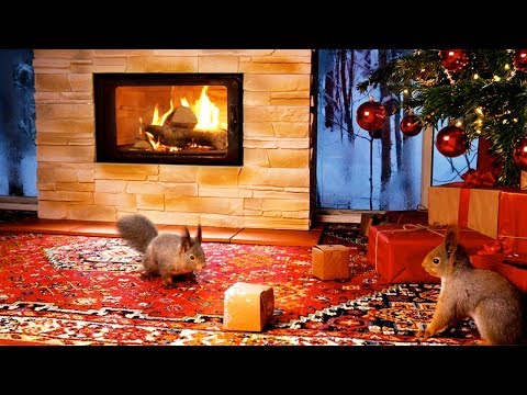 Christmas With Squirrels & Relaxing Christmas Music ( 1 Hour )