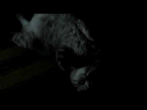 Поза номер - РАЗ!  Поваляшки от котика Мони.  Cute & funny cat.