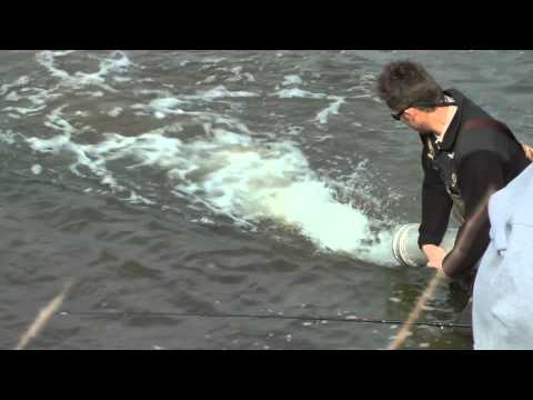 Best ever Iowa DNR Trout Stocking Moorland Pond Fishing Video by WillCFish Tips and Tricks.