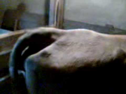 Ţăranul ecologic.3gp