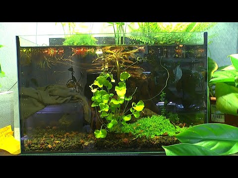 Filterloses Aquarium Update und Garnelenzauber mit einer besonderen Pflanze