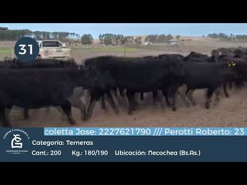 Lote Hembras - Necochea Bs As