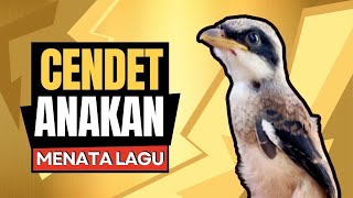 Download lagu Masteran Cendet Anakan Menata Lagu | Masteran Cendet Trotol Menata Lagu mp3