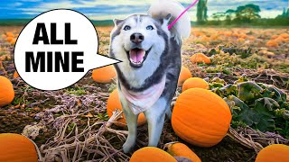 Taking Meeka The Talking Husky To a Pumpkin Patch GOES WRONG! (VLOG)
